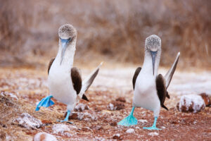 Couple of blue footed boobies performing mating dance