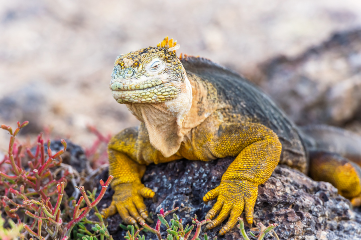Wild land iguana (Conolophus pallidus) on Santa Fe island in Galapagos, Ecuador