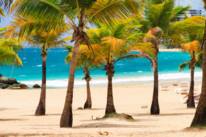 Beautiful tropical palm trees at popular touristic Condado beach in San Juan, Puerto Rico