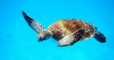 Single Sea Turtle in Barbados.