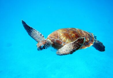 Single Sea Turtle in Barbados.